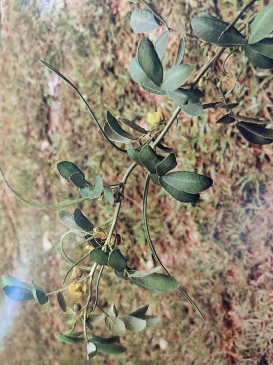 清肝明目、潤(rùn)腸通便、降壓降膽固醇——決明子