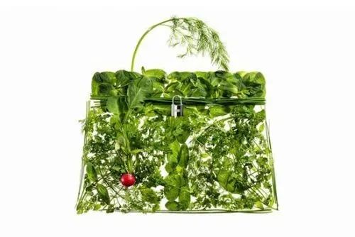 蔬菜界的“愛馬仕”會(huì)中毒致癌？